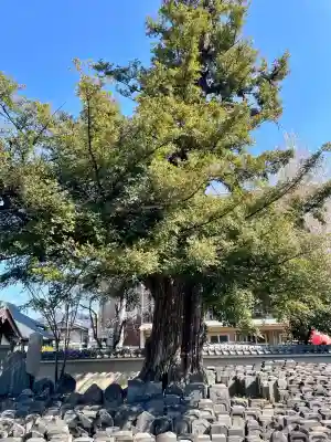 浄運寺の{uncategorized: "未分類", other: "その他", undefined: "問題あり", building: "その他建物", grave: "お墓", sacred_gate: "鳥居", guardian: "狛犬", statue: "像", buddha: "仏像", history: "歴史", nature: "自然", garden: "庭園", animal: "動物", pagoda: "塔", temizu: "手水舎", mountain_gate: "山門・神門", sanctuary: "本殿・本堂", subordinate: "末社・摂社", art: "芸術", scenery: "景色", jizo: "地蔵", ema: "絵馬", goshuin: "御朱印", omikuji: "おみくじ", items: "授与品その他", amulet: "お守り", goshuincho: "御朱印帳", eats: "食事", festival: "お祭り", votive_dance: "神楽", shichigosan: "七五三参", wedding: "結婚式", experience: "体験その他", initially: "初詣", around: "周辺", anti_infection: "感染症対策"}