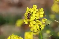 高司神社〜むすびの神の鎮まる社〜の庭園