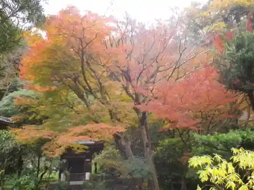 黄梅院（円覚寺塔頭）の庭園