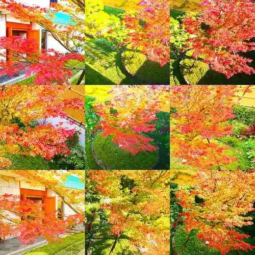 寿量山　速成寺の自然