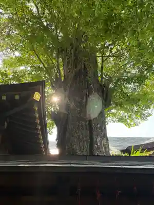 麻賀多神社(千葉県)