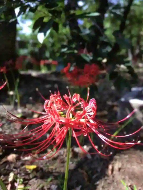 福蔵院(東京都)