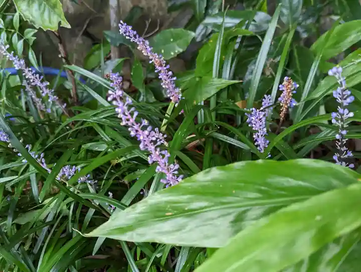 大乗寺(京都府)