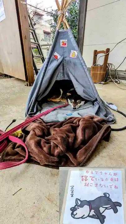 上目黒氷川神社の動物
