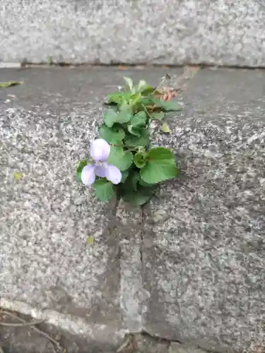 西宮神社の自然