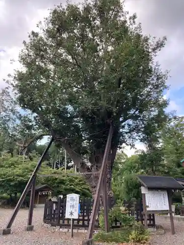 天宮神社の自然