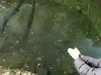 伊勢神宮内宮(皇大神宮)の動物