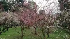 北野天満宮の庭園