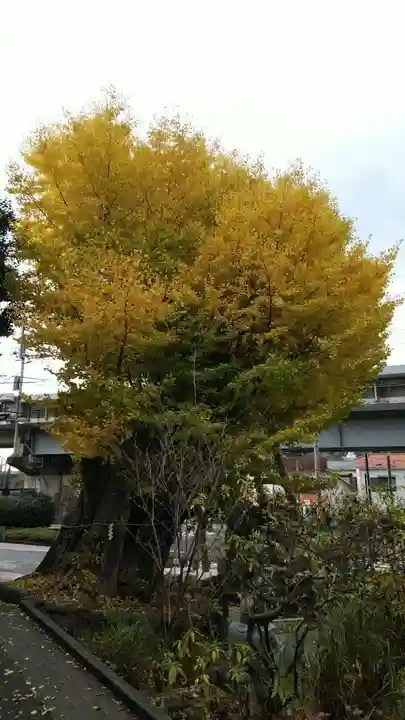 五所神社の自然