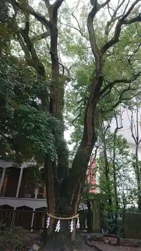 乃木神社の自然