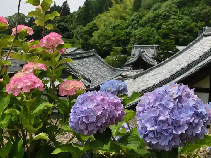 柳谷観音 楊谷寺の自然