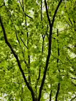 土津神社|こどもと出世の神さまの自然