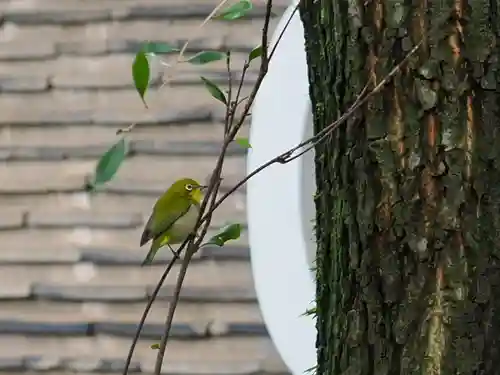 赤坂氷川神社(東京都)