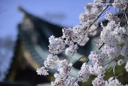 三嶋大社(静岡県)