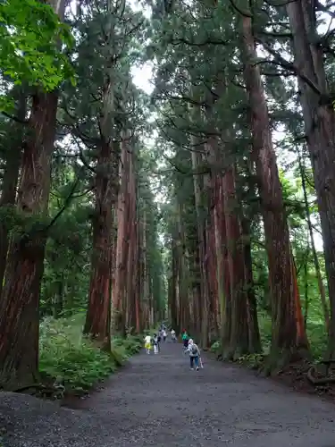 戸隠神社奥社の自然