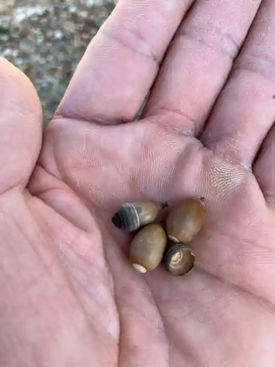 村國真墨田神社(岐阜県)