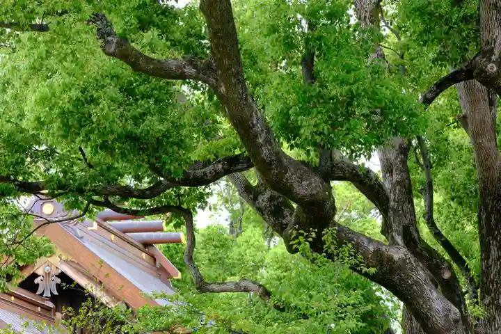 和泉國一之宮 大鳥大社の自然