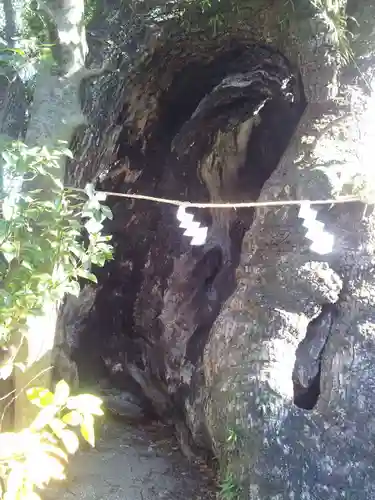 湯前神社の自然