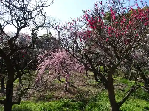 道明寺天満宮の自然