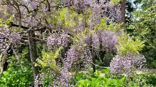 子安地蔵寺の自然