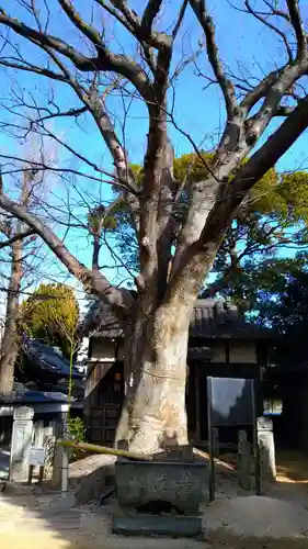 霞浦神社の自然