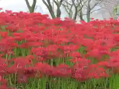 高麗神社(埼玉県)