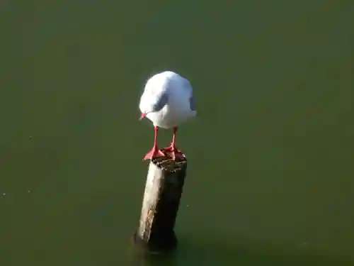 鶴岡八幡宮の動物