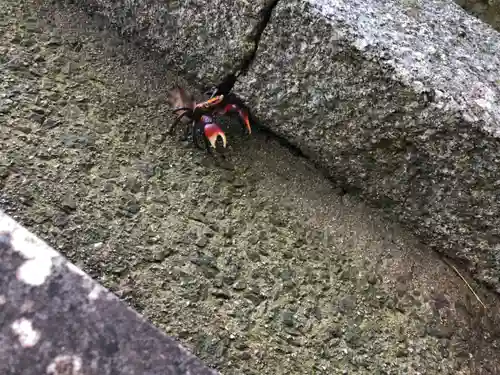 櫛玉比賣命神社の動物