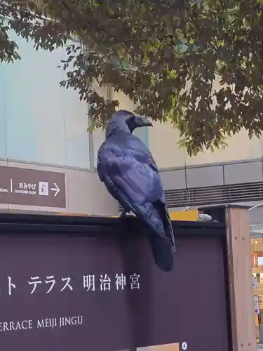 明治神宮(東京都)