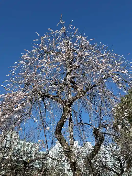 湯島天満宮の自然