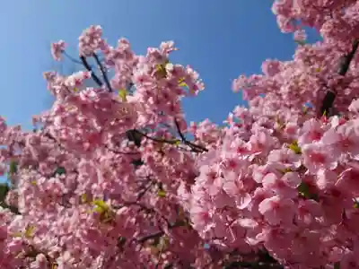 桜神宮(東京都)