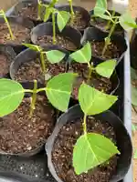 息栖神社の自然