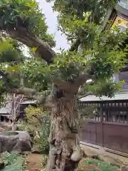 埴生神社の自然