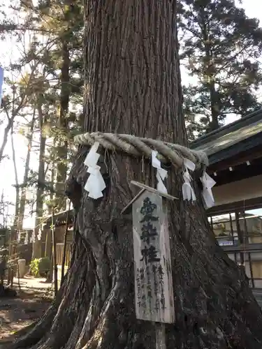 小室浅間神社の自然