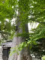 諏訪神社の自然