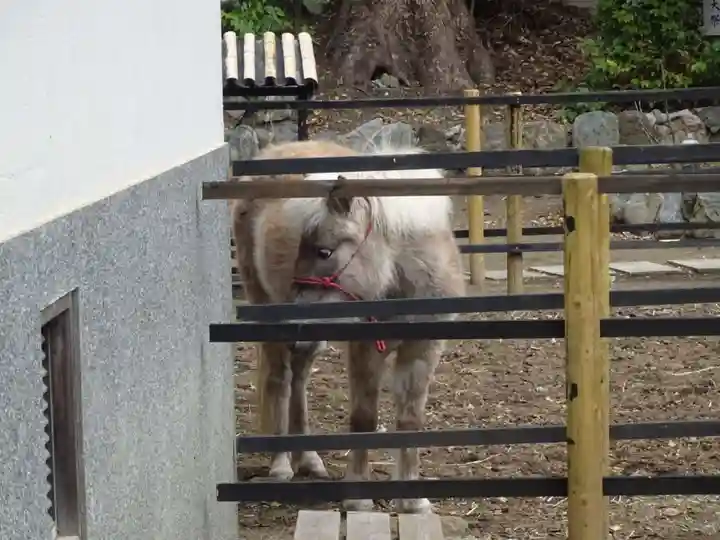 平塚八幡宮の動物