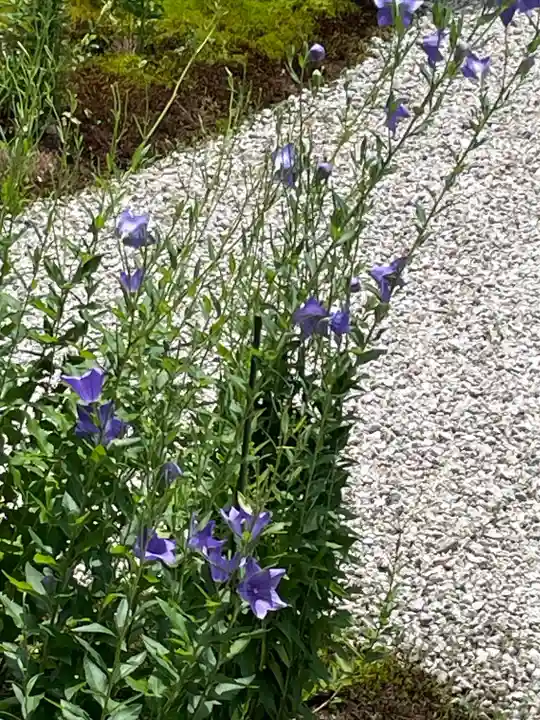 廬山寺(廬山天台講寺)(京都府)