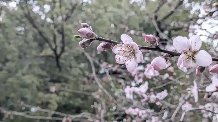 平野神社(京都府)
