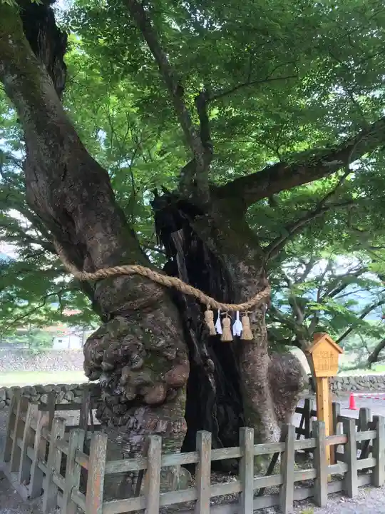 彌榮神社の自然