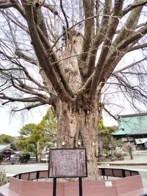 時宗総本山 遊行寺（正式：清浄光寺）(神奈川県)