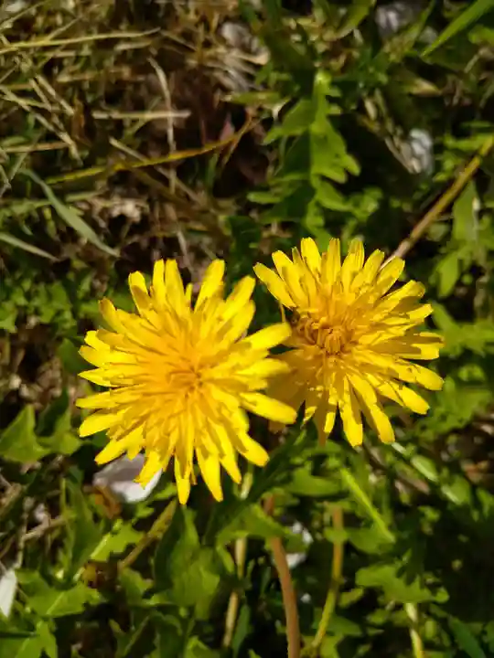 天御柱神社の自然