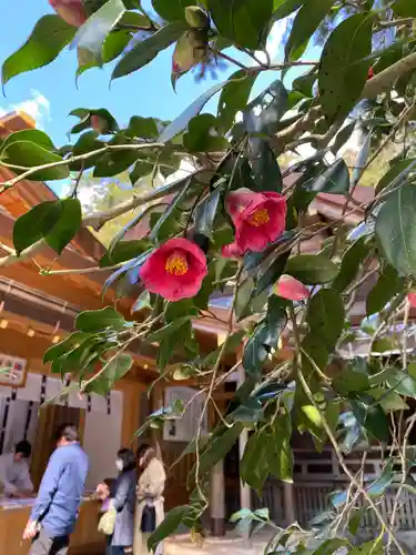 椿大神社の自然