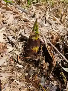 垂水神社(大阪府)(2025年04月23日(水) 08時29分30秒投稿)