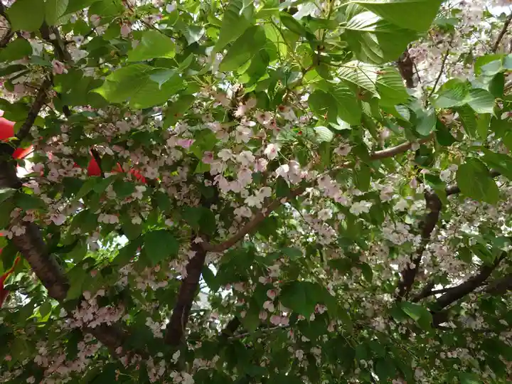 大綱金刀比羅神社(神奈川県)