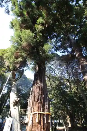 息栖神社の自然