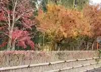 華厳寺(鈴虫寺)の自然