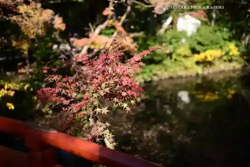 鶴岡八幡宮の自然