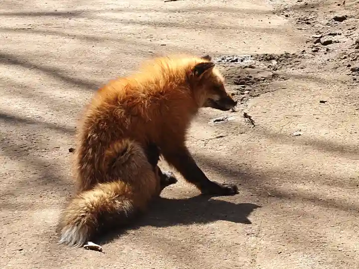 御金稲荷神社(宮城県)