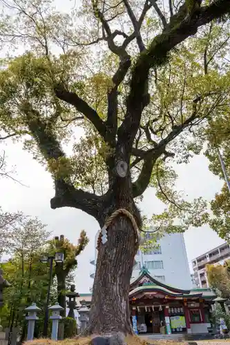 豊崎神社の自然