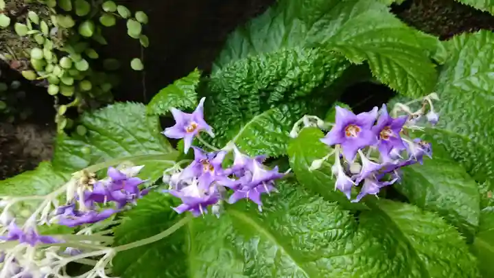 養食山 常泉寺の自然
